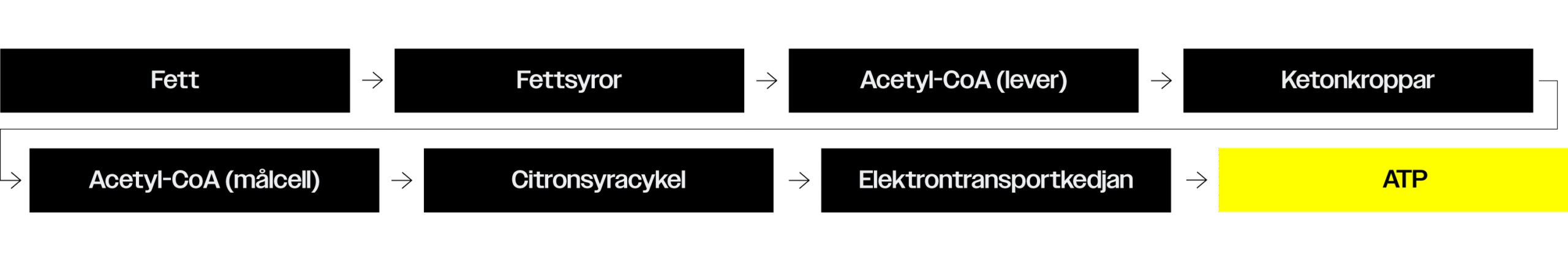 Certan-Elektrontransportkedjan