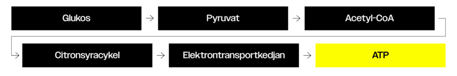 keto-exempel-1